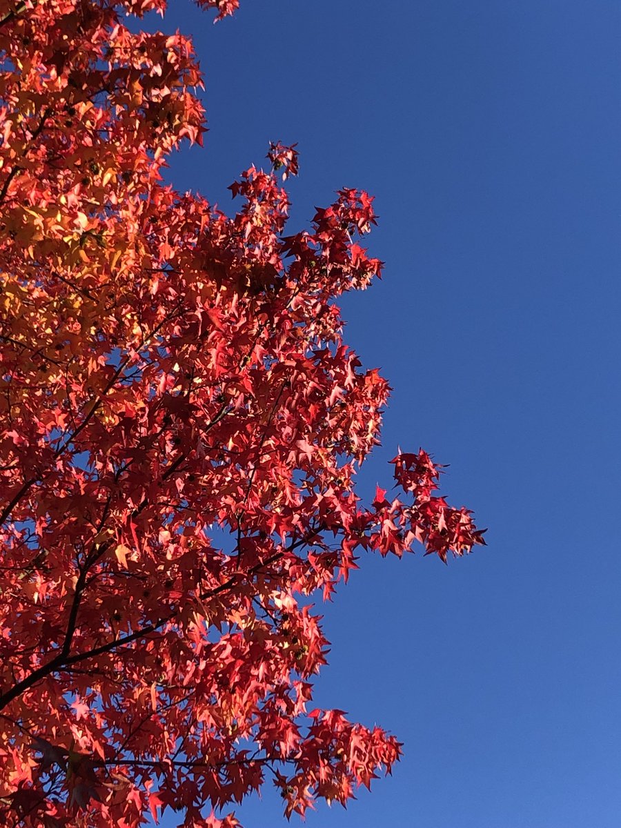 Autumn / Sky = just beautiful