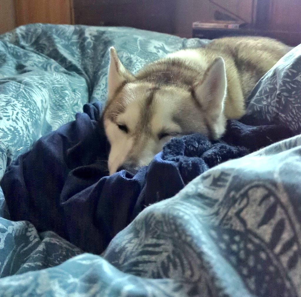 Not been enjoying the fireworks recently.. been snuggled in bed 🎆