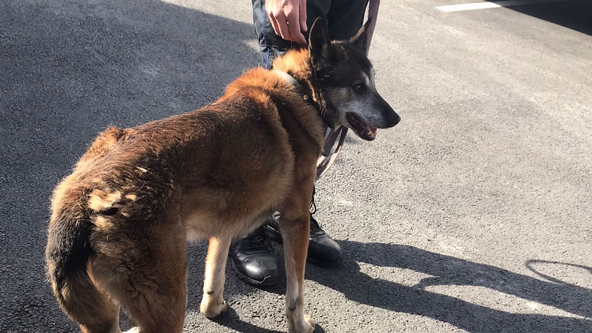 FBB_Officiel's tweet photo. #JO2024
🚨 Reproduction et vente illégales, activités clandestines de dressage et de gardiennage, conditions de travail et de détention inadaptées et maltraitantes, puis abandon… il est fort probable que la situation des chiens de sécurité utilisés lors des Jeux Olympiques de 2024 sera alarmante !

⚠️ Face à ce danger qui s’annonce, la FBB appelle le gouvernement à prendre des mesures de précautions contre la maltraitance et l’usage illégal de chiens.

👉 La réaction de @FBB_PorteParole :
« La situation des chiens de type bergers malinois, communément utilisés pour les activités de gardiennage, est déjà alarmante et les associations de protection animale, qui reçoivent chaque jour des signalements de maltraitance les concernant, ont récemment tiré la sonnette d’alarme auprès du ministre de l’Agriculture à ce sujet. À l’approche des JO 2024, il est urgent que @GDarmanin, ministre sensible à la condition animale, mette en place des garde-fous efficaces pour éviter que ces chiens ne soient les outils et les victimes d’un business juteux, légal ou clandestin, développé par opportunité autour de cet événement sportif. » 
👉 https://t.co/H0KvBxf34q