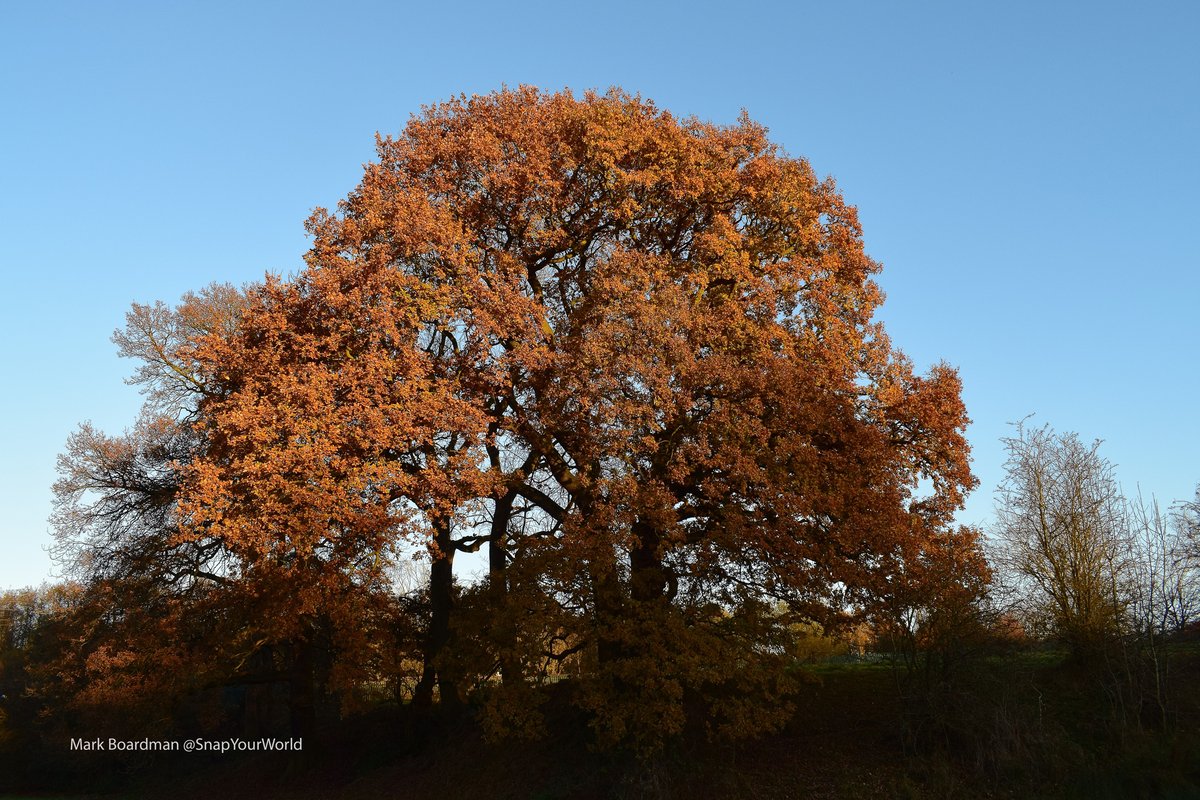 Today's theme is 'Autumn'  
Pop your photos in the thread below for a retweet. 
We pick a favourite each day!   
Thank you 🙂📷 ~ Mark  
#StormHour #ThePhotoHour #photographychallenge   You can show your support for the work we do at ~ ko-fi.com/stormhour

(Daily Themes will