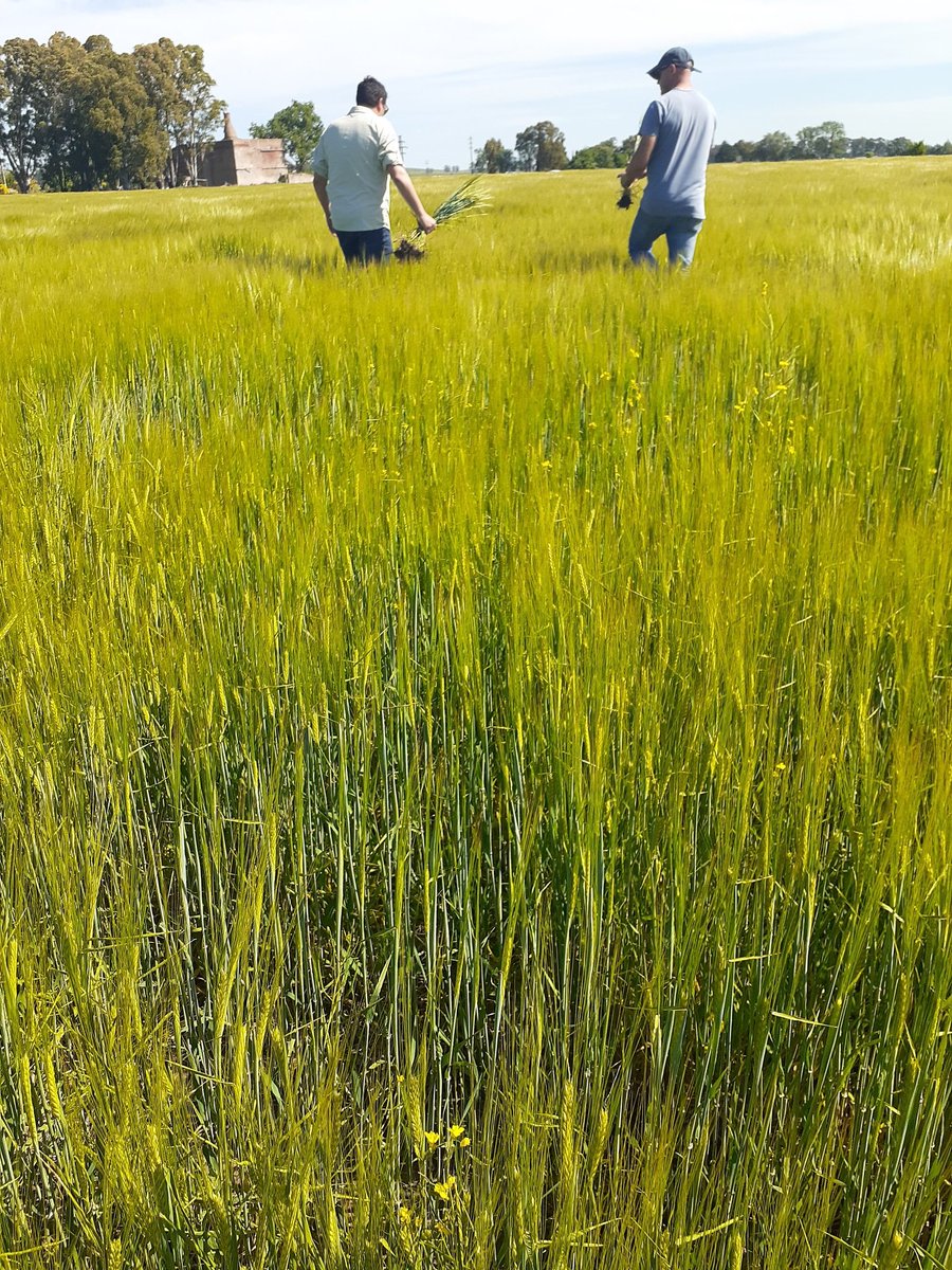 EGrainSA1946's tweet photo. Monitoreo de enfermedades en cebada Overture! 👌🌾
Planificando soja de segunda! 🌱
#nabo #colorado

La importancia de llegar a tiempo‼
Tenemos todo para cuidar tus cultivos✅

Gracias @Mati_flores22
@Syngenta_ar https://t.co/Z13kfTjfOi