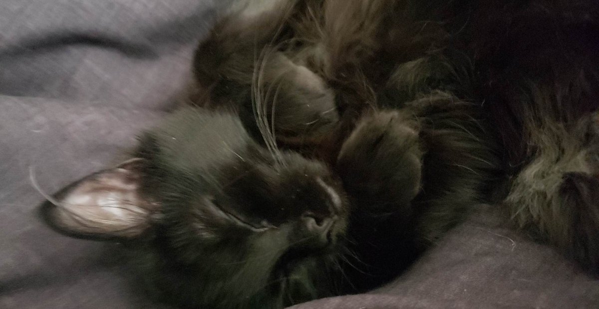 I really should post more... so when feeling unable to put in witty phrase or something to sound smart, I shall share pictures of my mainecoon kitten