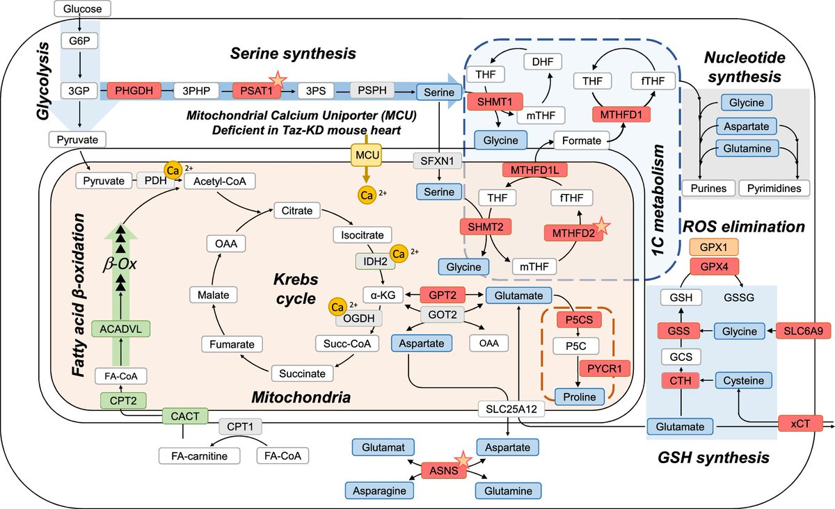 Christoph Maack (@christophmaack) on Twitter photo Congratulations to Jan Dudek &team <a href="/labmaack/">Maack Lab</a> <a href="/DZHI_Wuerzburg/">Deutsches Zentrum für Herzinsuffizienz</a> on revealing metabolic rewiring in <a href="/BarthSyndrome/">Barth Syndrome</a> by integrated stress response. ⬆️1C metabolism, ⬆️glutamate and⬆️cysteine uptake compensate ⬇️mito function &FA uptake. ➡️
link.springer.com/article/10.100… <a href="/BarteltLab/">Alexander Bartelt</a> <a href="/DGK_org/">Deutsche Gesellschaft für Kardiologie</a> Congratulations to Jan Dudek &team <a href="/labmaack/">Maack Lab</a> <a href="/DZHI_Wuerzburg/">Deutsches Zentrum für Herzinsuffizienz</a> on revealing metabolic rewiring in <a href="/BarthSyndrome/">Barth Syndrome</a> by integrated stress response. ⬆️1C metabolism, ⬆️glutamate and⬆️cysteine uptake compensate ⬇️mito function &FA uptake. ➡️
link.springer.com/article/10.100… <a href="/BarteltLab/">Alexander Bartelt</a> <a href="/DGK_org/">Deutsche Gesellschaft für Kardiologie</a>