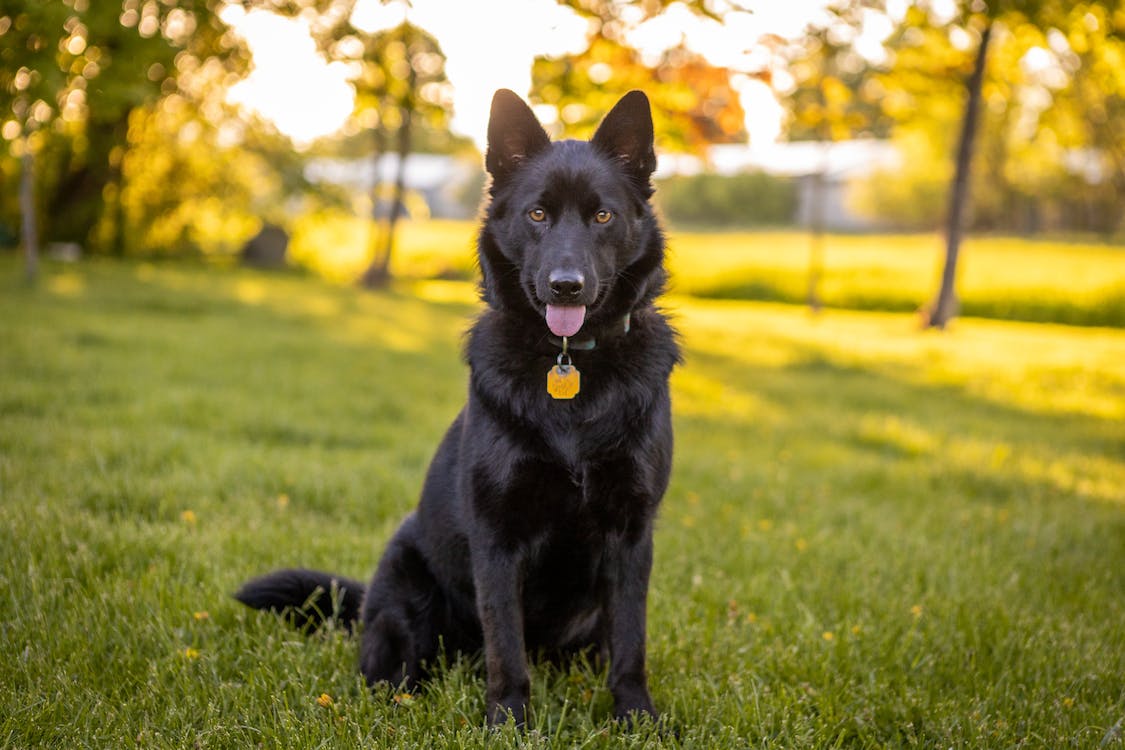 CoxA_l907's tweet photo. "Always amazed by their loyalty and boundless happiness they bring into our lives. My dog is my most faithful source of joy and inspiration. They teach us unconditional love, regardless of circumstances. Share your photos of your furry friends in the comments below! 🐾❤️ #Dog https://t.co/tWOerbgQn1