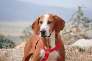 Lazarus - ein echter Kämpfer! (Hund) dlvr.it/SyVGsv