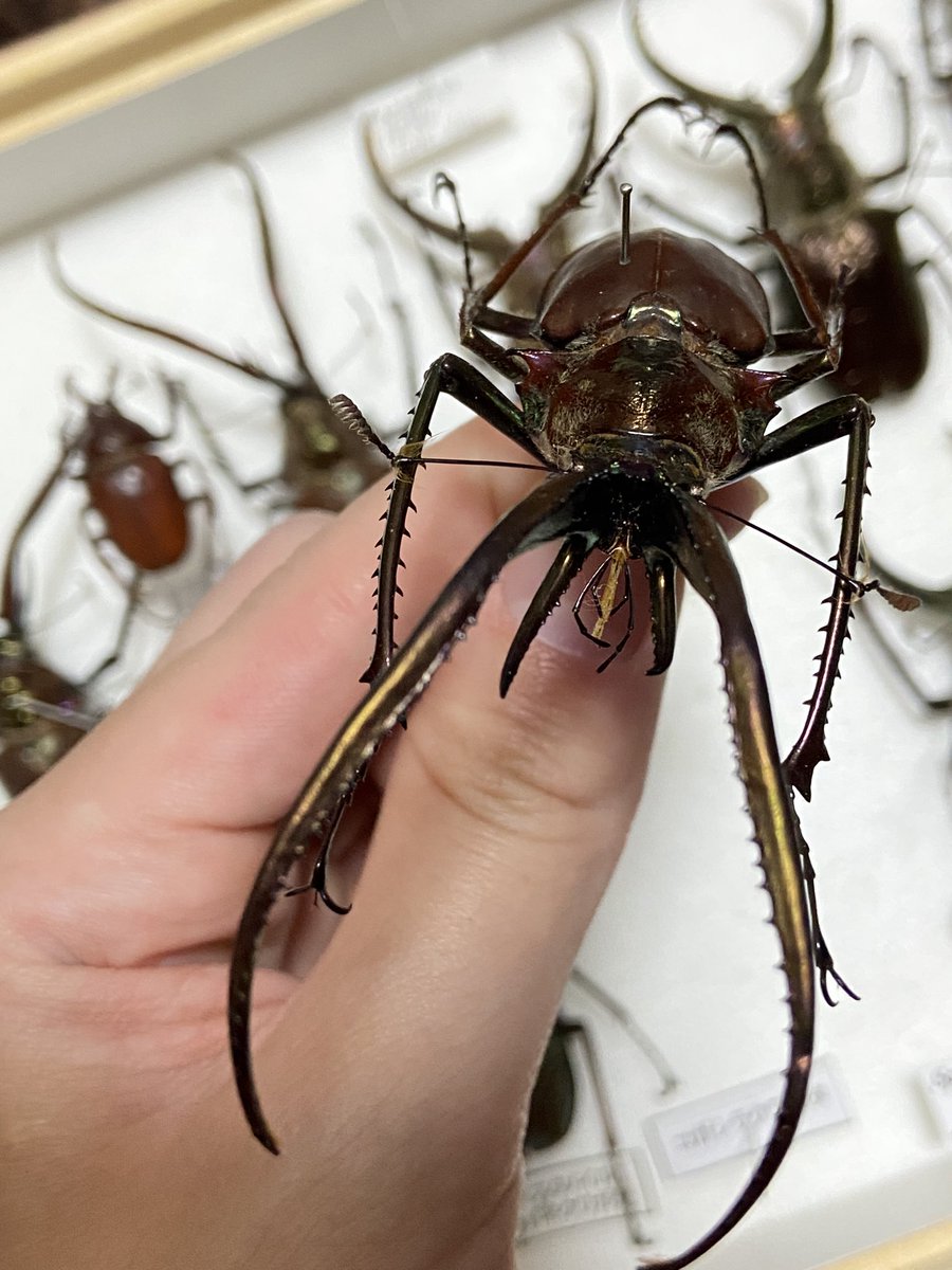 めちゃくちゃでかい フェイスタメルシワバネクワガタ コガシラクワガタ