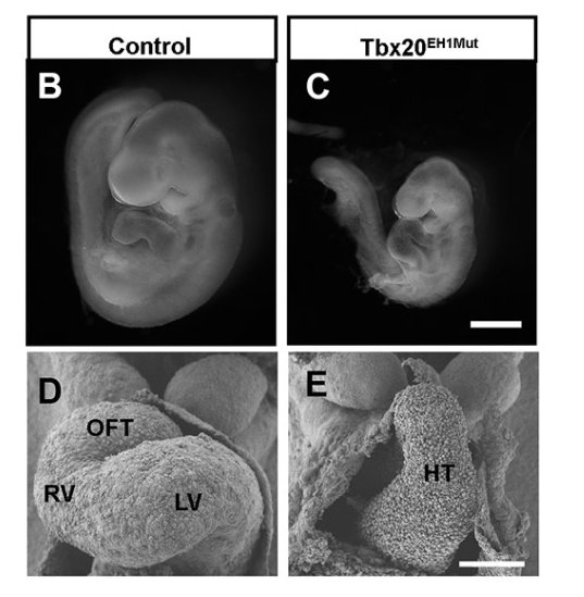 The Tbx20-TLE interaction is essential for the maintenance of the second heart field

Read the #OpenAccess Research Article from Whitney Edwards,Olivia Bussey and Frank Conlon <a href="/fconlon/">Frank Conlon</a>:

journals.biologists.com/dev/article/15…