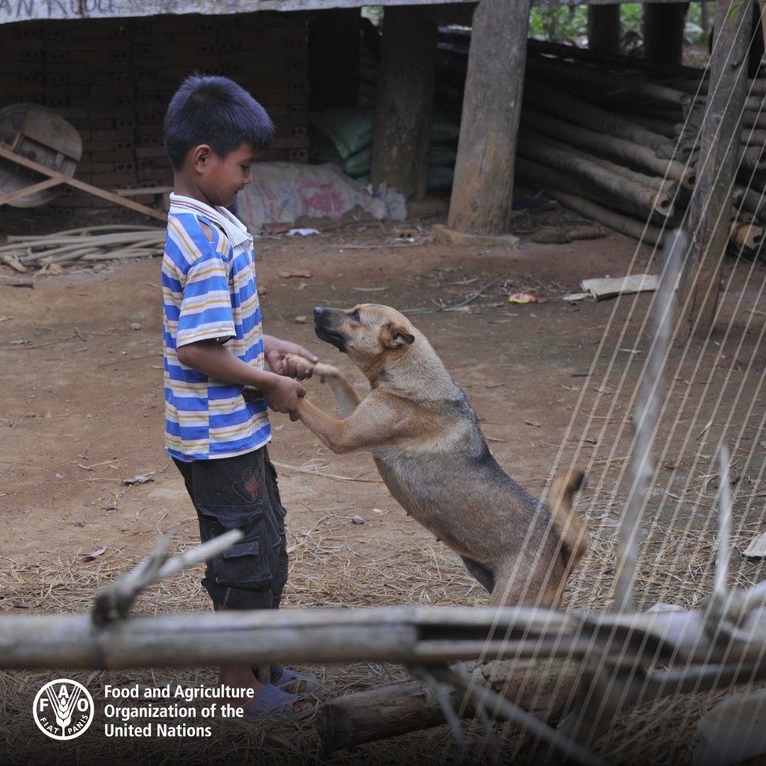 🐾 Rabies is still present in around 150 countries, mainly in Africa and Asia.

The #UnitedAgainstRabies Forum brings together governments, vaccine producers, researchers and NGOs to combat this disease.

Learn more at the Stakeholders Meeting 2023 ➡️ bit.ly/46qxLk9