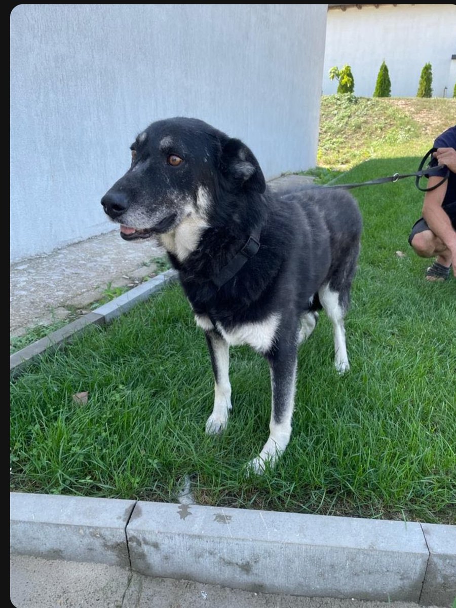 leagueofrescue's tweet photo. 🐶 Johnny, an adorable rescue dog, urgently needs a loving UK home. He's neutered, microchipped, and vaccinated, on the mend from heartworm treatment. Let's give him the life he deserves!

🇬🇧 #Manchester, #London, #Liverpool - Can you be Johnny's hero? 🦸‍♂️ #SaveJohnny https://t.co/6qt5I3zgN2