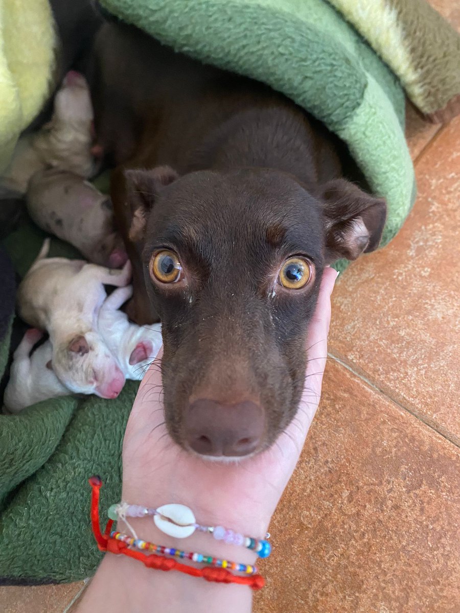 URGENTE
Tenemos 5 camadas de cachorros en nuestras instalaciones, una auténtica locura.  Necesitamos encontrar familias responsables que quieran adoptar. Adopciones responsables cuando estén preparados. 
En Sevilla pero pueden viajar.
Escribe  protectoraelbuenamigo@gmail.com
Rt🙏