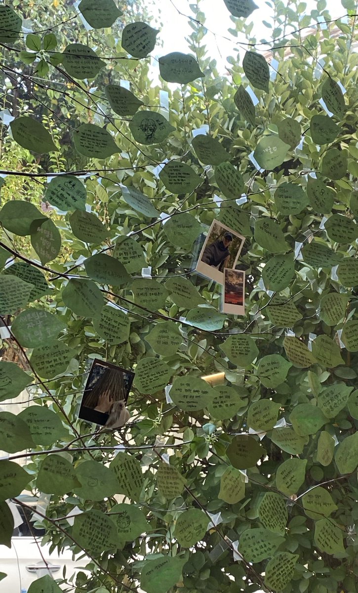 마름달이레: 녹음
📍 카페 리드미

푸른 녹음 속 내 마음도 녹음🍃
너에 대한 우리의 마음은 언제나 푸르름💚

#녹음이_우거진_겨울의_큰나무