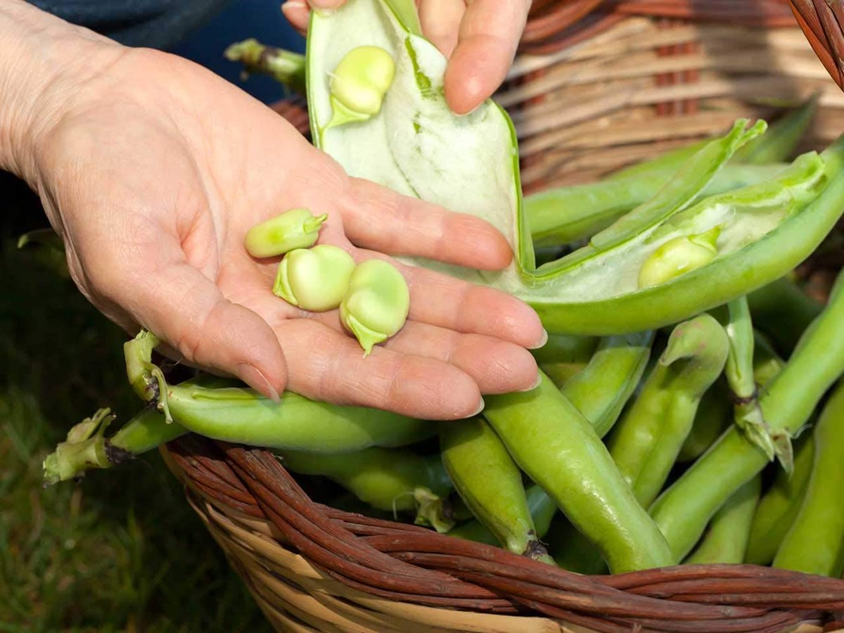 GrowfoodLovers's tweet photo. Home-grown organic broad beans are a nutritional powerhouse, offering an array of remarkable health benefits...https://t.co/Y8tW8qUkay
#homegrown #homegrownfood #broadbean #healthyfood #plantpower #food #vegetables #vegetable #foodlovers #healthyfood #healthyeating #healthy https://t.co/vrDfMrWGDq