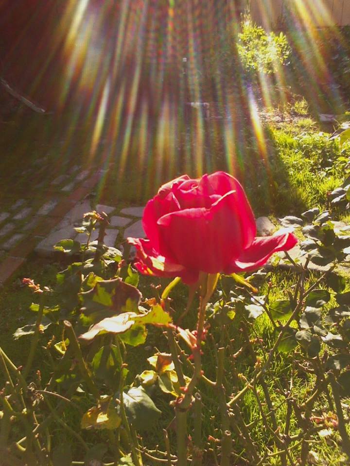 LabrynthKnight's tweet image. #Rose #Flower #Sun #Garden 
Photo: W. Hess, 2016