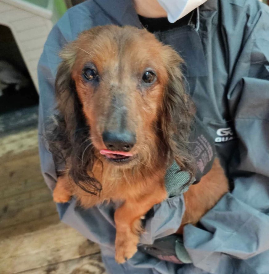 DMTDRSG's tweet photo. 💕🐾 JASPER is ready to find his forever home!!! 🐾💕 https://t.co/aLT9xb6zQu https://t.co/4X0r3UN3vh