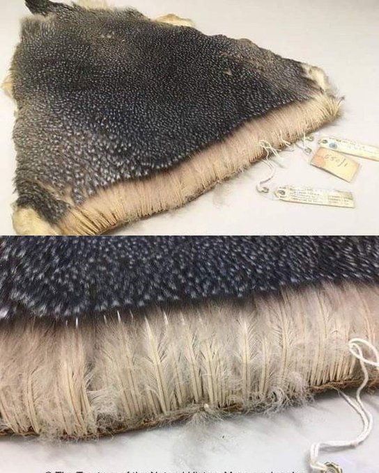 Rainmaker1973's tweet photo. Emperor penguins survive temperatures of -60°C thanks to their feathers, densely packed as seen in these pictures. https://t.co/SY60yzS83F