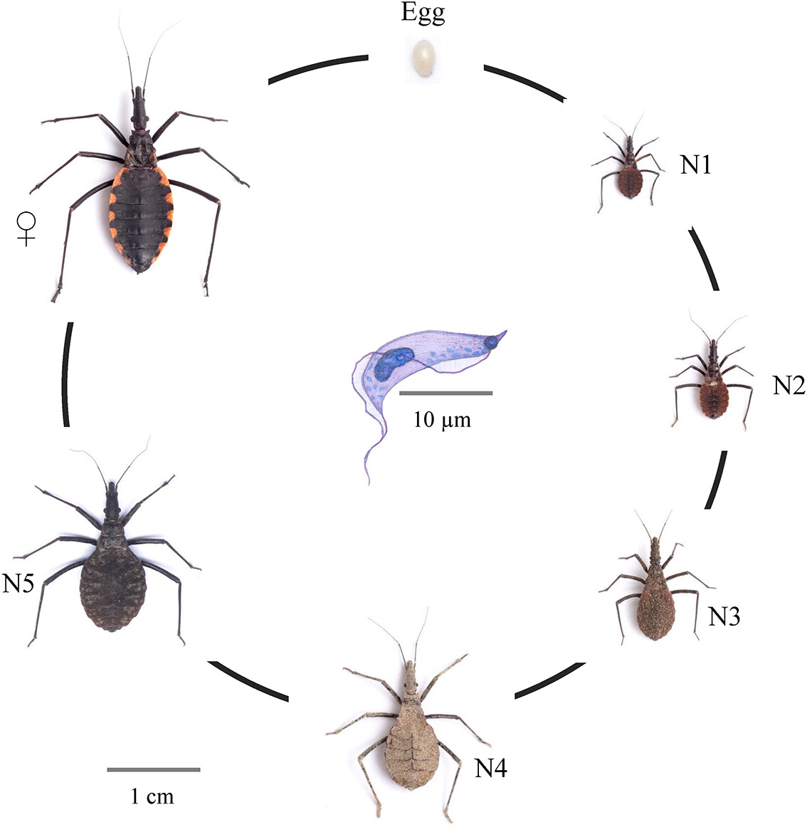 Trypanosoma cruzi infection reduces the population fitness of Mepraia spinolai, a Chagas disease vector: doi.org/10.1111/mve.12… #Reduviidae #Trypanosoma #InsectVectors #ChagasDisease