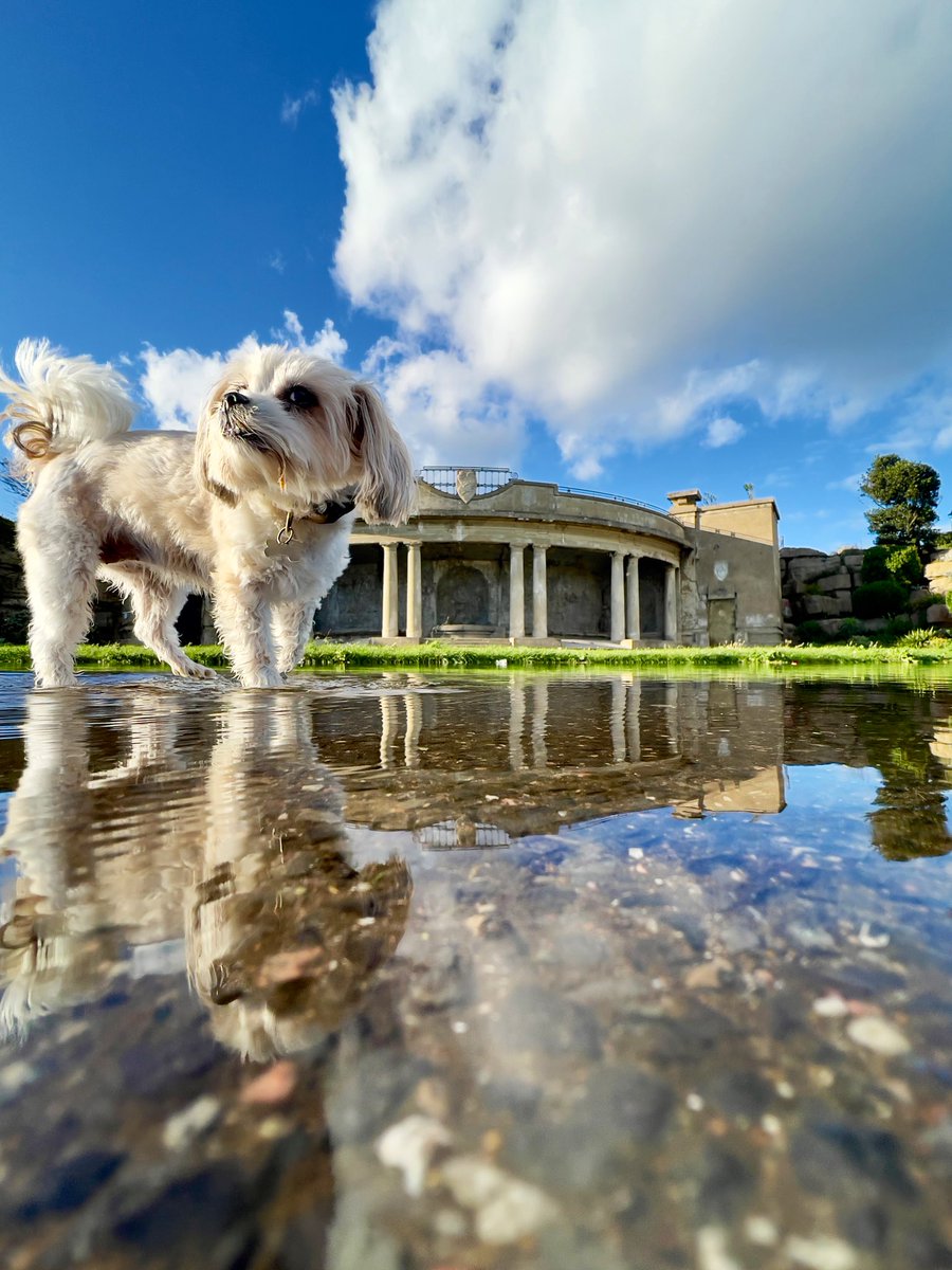 Puhthepuppy's tweet photo. Happy Tuesday paw pals! How’s ya woofin? My hooman took me work and wanted to take a reflection shot so I thought I’d jump in and give a paw. Wouldn’t you help your hooman? 

Reply below if you would?

#dogsofX #ZSHQ #shorkie #shihzhu #dogsoftwitter #helpfuldogs #TuesdayFeeling https://t.co/J5MyTviZ6d