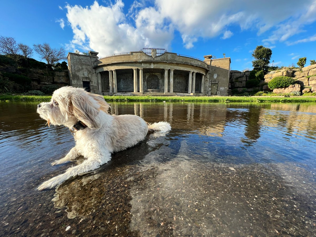 Happy Tuesday paw pals! How’s ya woofin? My hooman took me work and wanted to take a reflection shot so I thought I’d jump in and give a paw. Wouldn’t you help your hooman? Reply below if you would? #dogsofX #ZSHQ #shorkie #shihzhu #dogsoftwitter #helpfuldogs #TuesdayFeeling