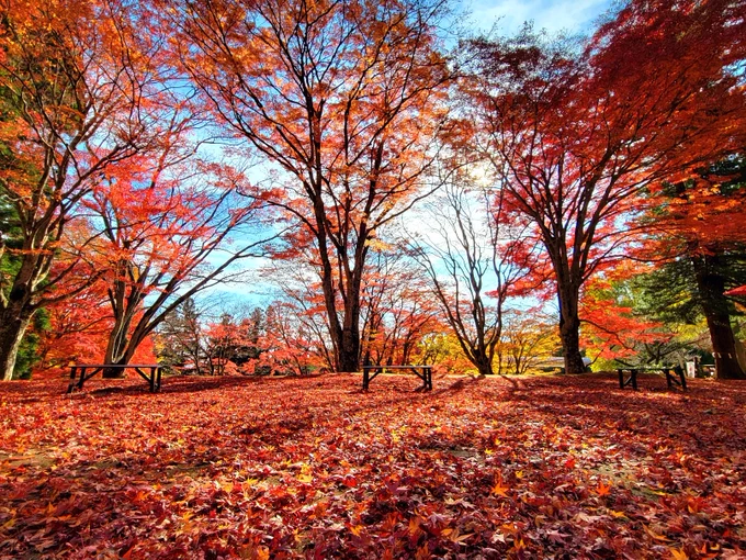 紅葉がきれいでした #みぎったー #ぱねっこだより