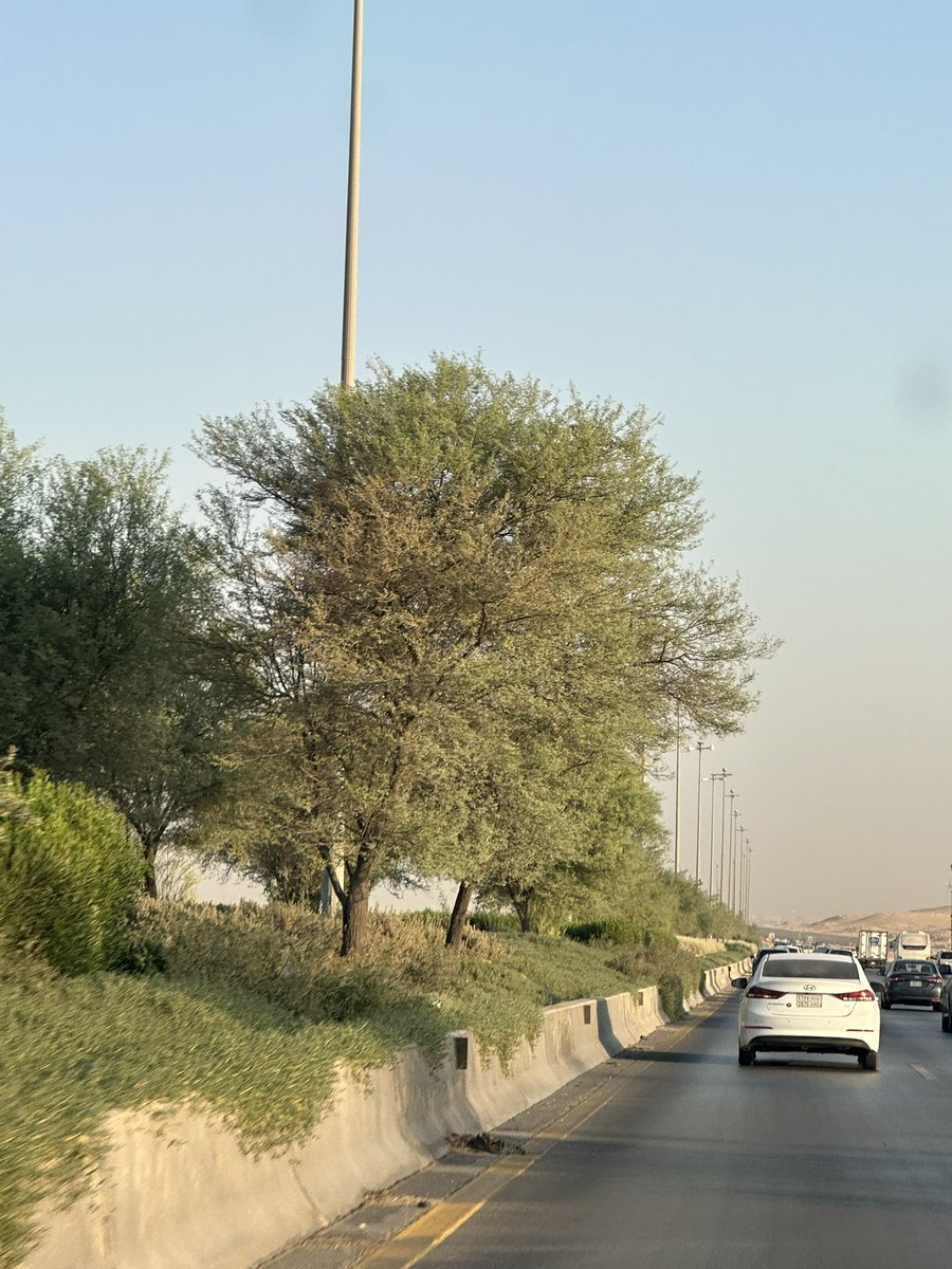 الطلح العربي ( سنط نيلي ) 
Acacia nilotica
من اقوى الاشجار تحملاً وافضلها وتزهر في الفتره الحاليه .