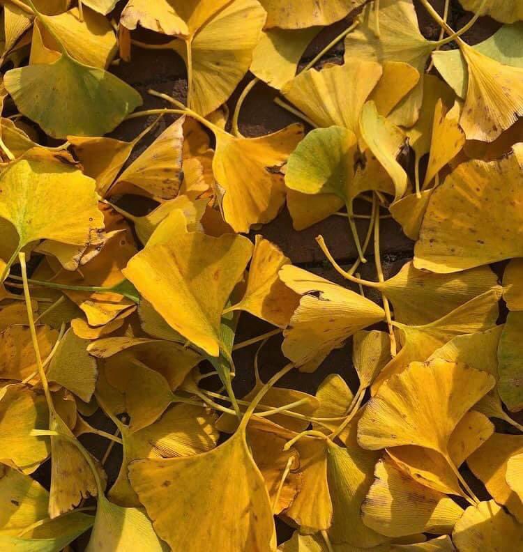 “Autumn is a second spring, where every leaf is a flower.”

—Albert Camus, born on this date in 1913.