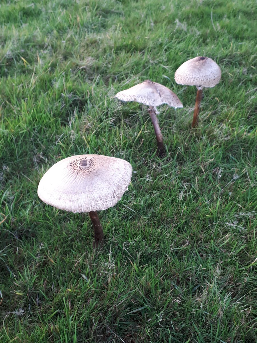 Plenty of shelter for the fairies if it rains 🏡🤗