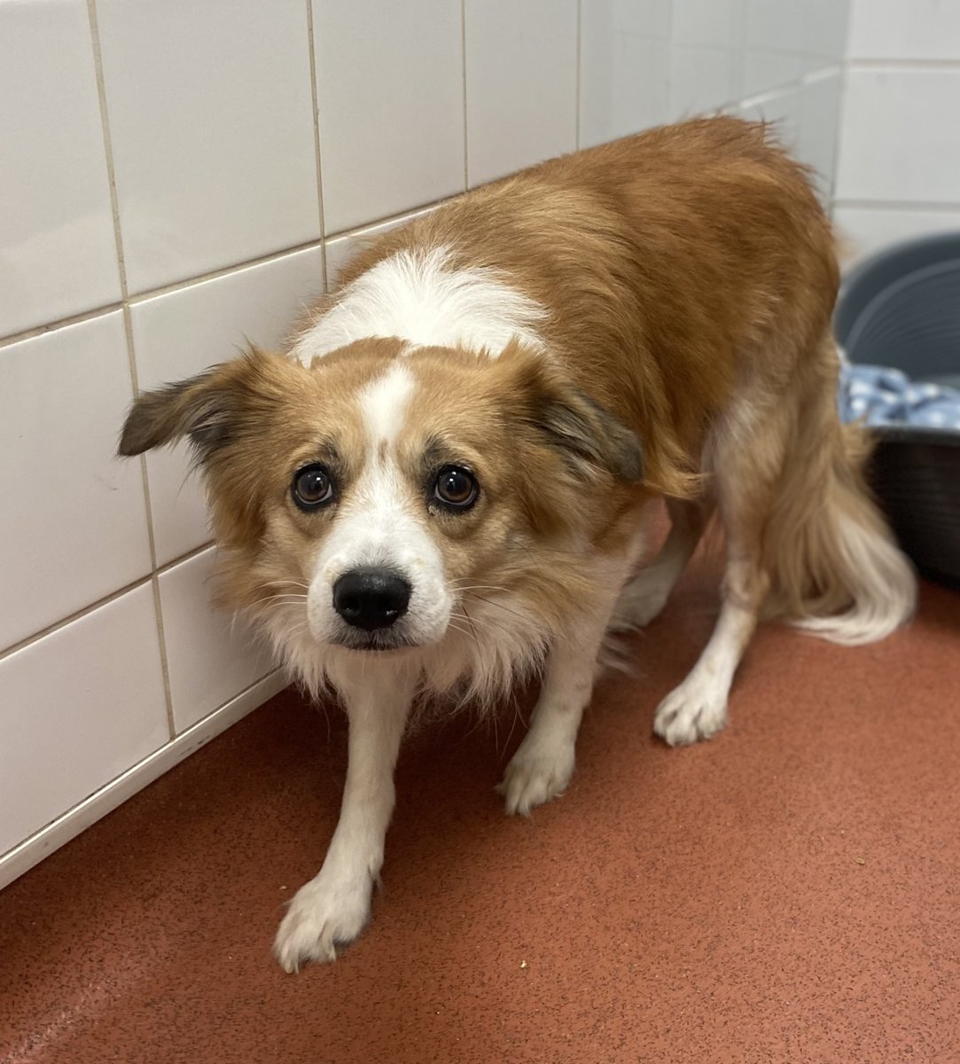 AdoptionsUk's tweet photo. Please retweet to help FIND THE OWNER OF THIS STRAY DOG FOUND #HAYES #HILLINGDON #LONDON 

Small, adult male, no chip. Found 30 October. Now in a council pound for 7 days, he could be missing or stolen from another region. Please share widely 🌟🌟🌟
DETAILS👇
https://t.co/gvko0pjw8t
 #dogs #pets #animals #England #Wales