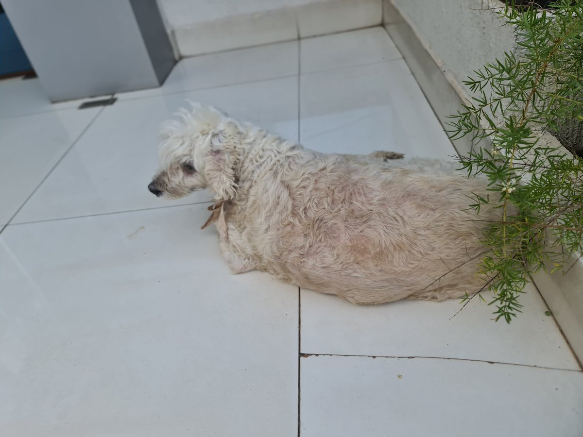 Mascotas Perdidas Py 🇵🇾 tweet media