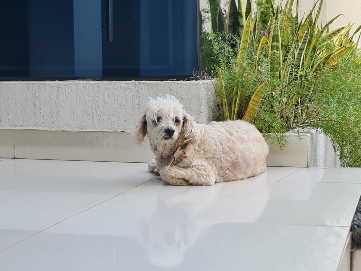 Mascotas Perdidas Py 🇵🇾 tweet media