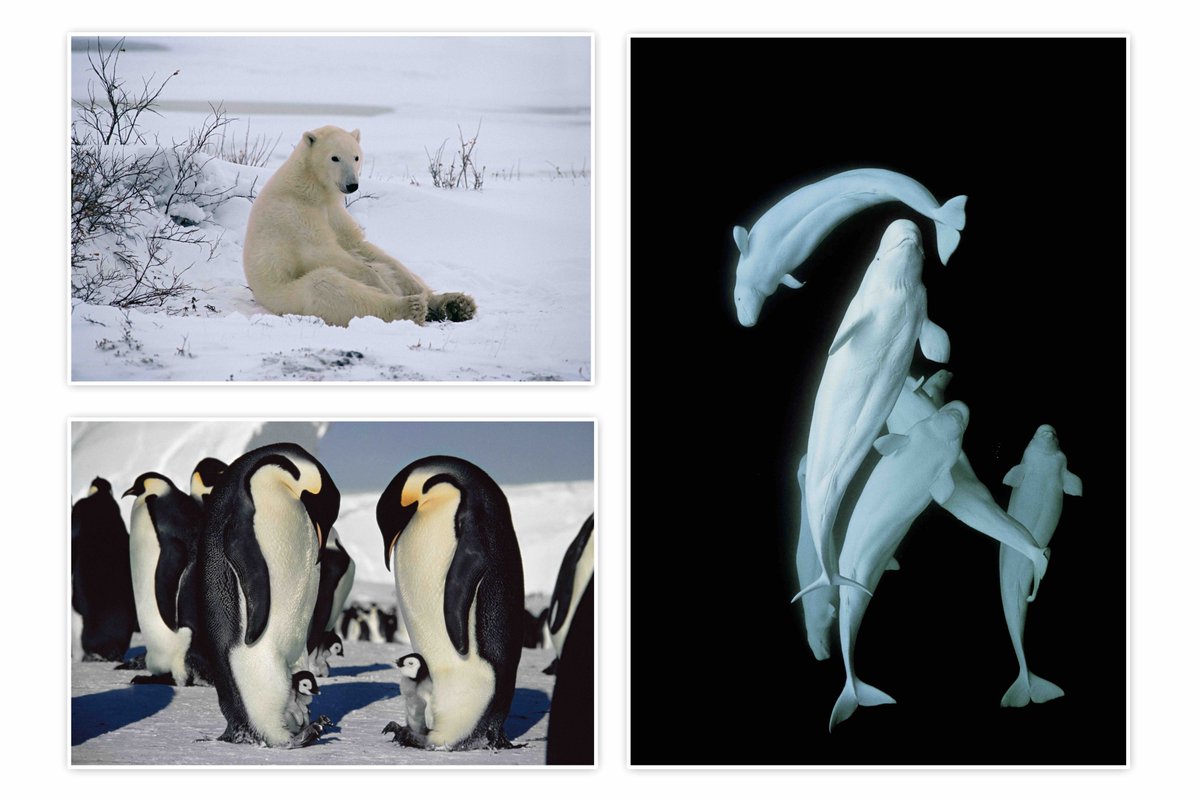 Doug Allan tweet media