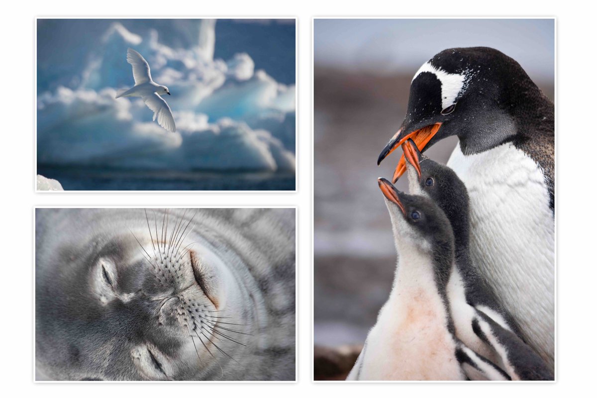 I'm looking forward to meeting you all when I talk this Saturday at 1030 "Whale Meet Again" at the Clifton Literary Festival eventbrite.co.uk/e/doug-allan-w… I'll have prints for sale too - great Christmas gifts! Lots of other great speakers too foccal.com/wp-content/upl…