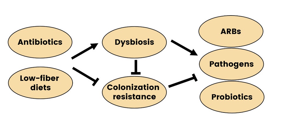 MicroResRep's tweet photo. 🌟New findings on the role of Bifidobacterium
1⃣Title: #Microbialinteractions and the homeostasis of the #GutMicrobiome: the role of #Bifidobacterium
2⃣View: https://t.co/BAeUuNaKEV
3⃣Authors: Alberto J.M.Martin, Alberto J.M. Martin, Erick Riquelme, Pedro A. Saa, Daniel Garrido https://t.co/hY3C19KwFq