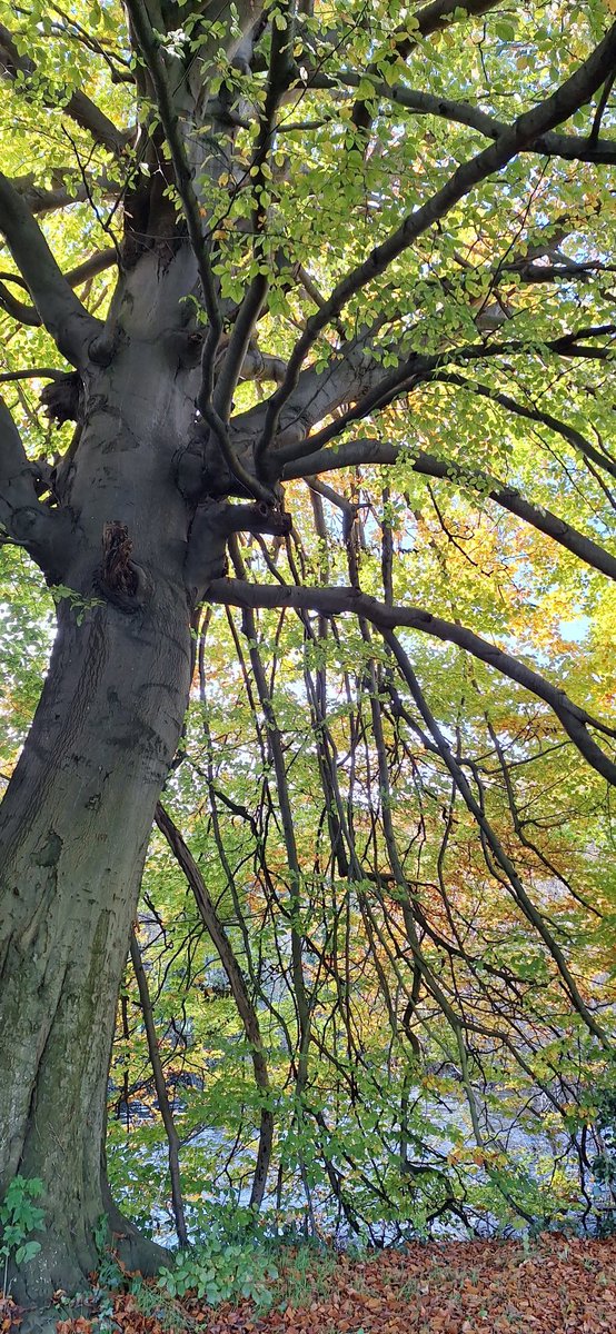 wlhaydock's tweet photo. All things autumn 🍂 🍂🍂 #localplaces #autumn #allthecolour https://t.co/3rmBYx3RTb
