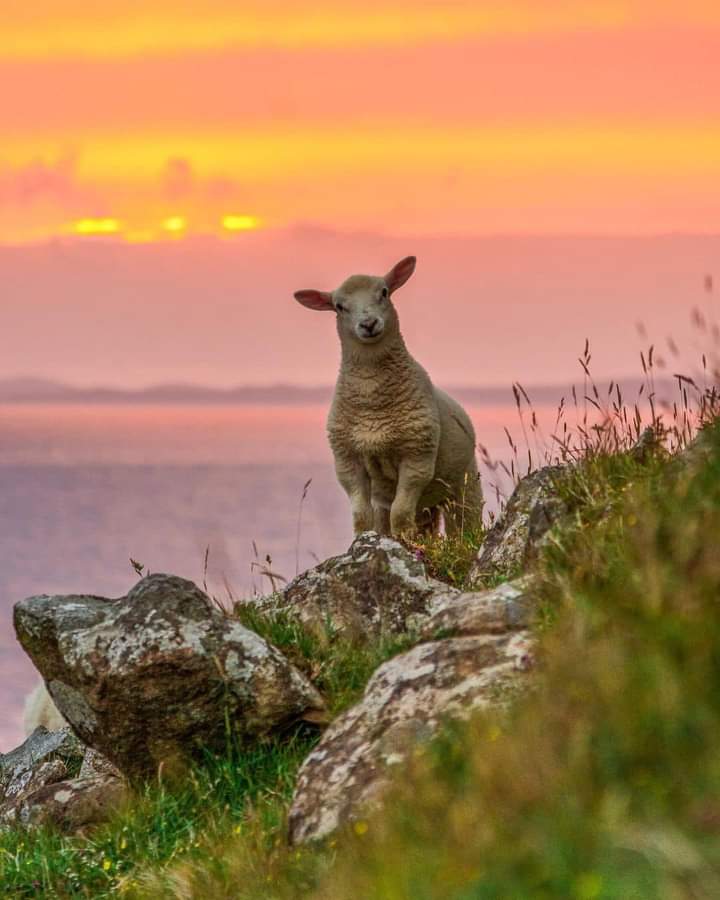 The most adorable and curious little sheep of Neist Point
📍Neist Point, Isle of Skye ❤️
Please Retweet🤗 
#skye #neistpointlighthouse #scotland #isleofskye #neistpoint #naturephotography