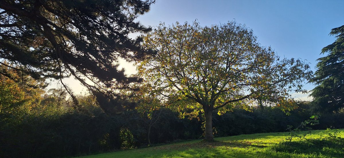 wlhaydock's tweet photo. All things autumn 🍂 🍂🍂 #localplaces #autumn #allthecolour https://t.co/3rmBYx3RTb