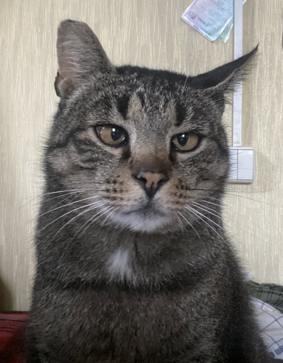 Tiek hipnotizēta desa 😻