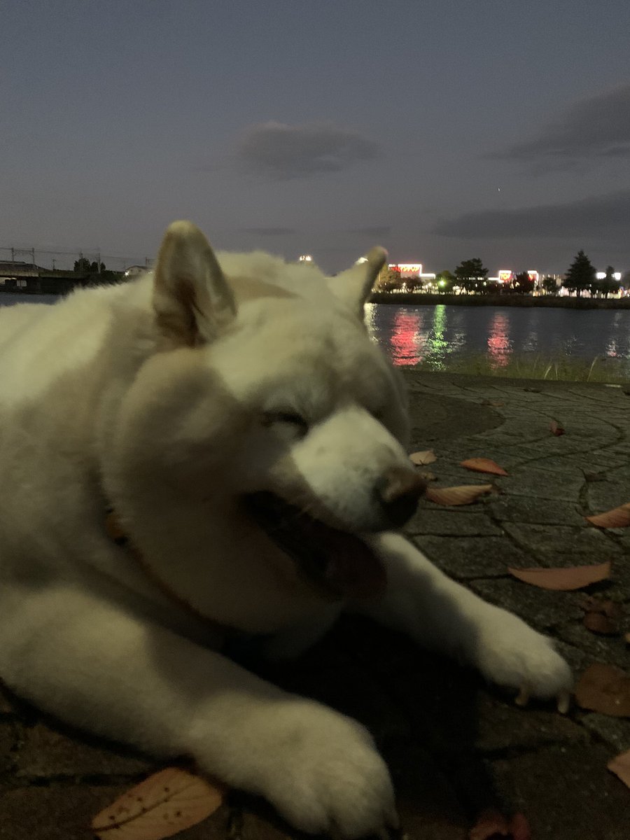 こじろうとこじおば。 tweet media