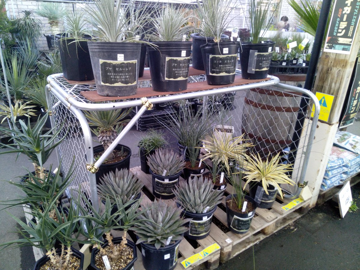ガーデンセンター瑞穂店】 ドライガーデンに最適な植物が さらに入荷