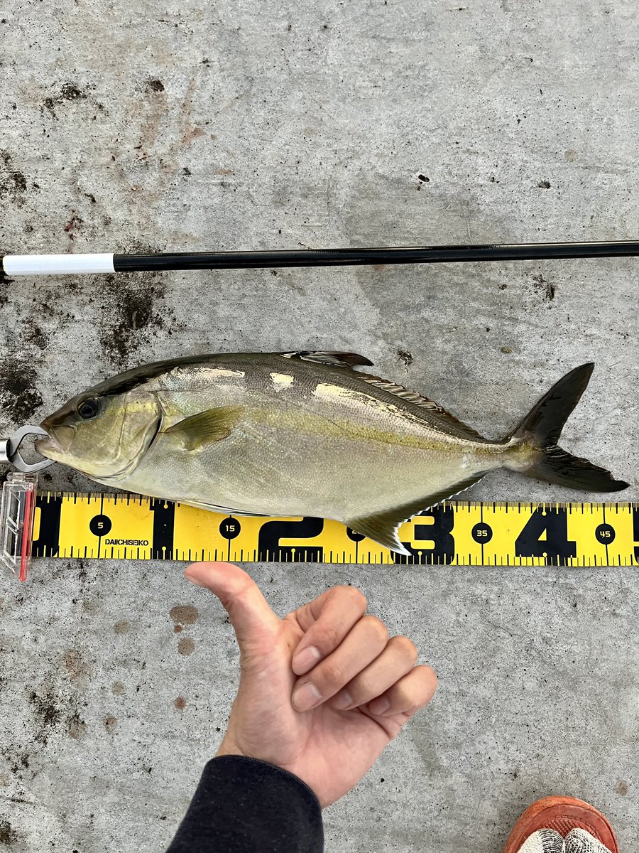 AnglerPopeto's tweet photo. 八重根と底土で昼から夜まで釣りしたら結構釣れました👍🎣

アカハタは煮付け、カンパチは刺身とカルパッチョ、ウツボは唐揚げで✌️😋🍻

（釣果と釣り方）

◯アカハタ⇒ジェット天秤
◯カンパチ⇒ジギング
◯ウツボ1m越え⇒ぶっ込み💪

#伊豆諸島
#八丈島
#最近釣り投稿してなかった
#釣りは楽しいね https://t.co/Fg2wct4vuB