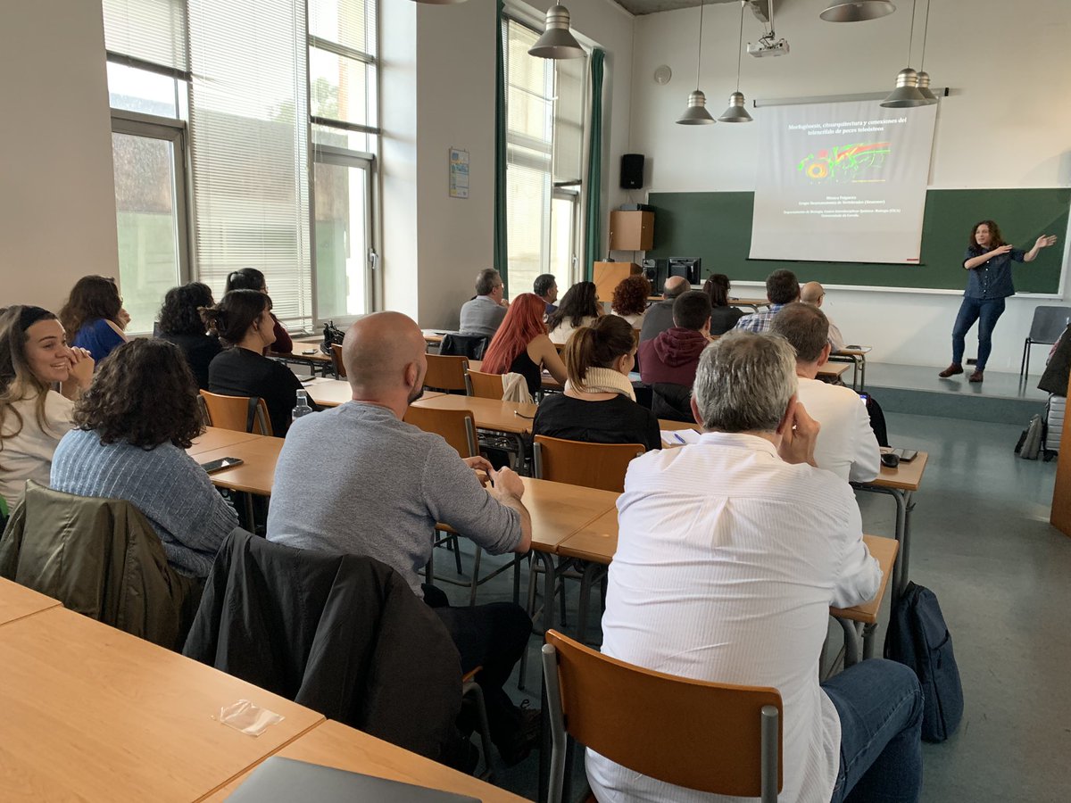 CICAUDC's tweet photo. Continúa nuestra compañera la Dra. Mónica Folgueira «Morfogénesis, citoarquitectura y conexiones del telencéfalo de peces teleósteos“ Grupo de Investigación #NEUROver Departamento de Biología, Facultad de Ciencias, Centro Interdisciplinar Química y Biología @CICAUDC @UDC_gal https://t.co/toceXpKgPa