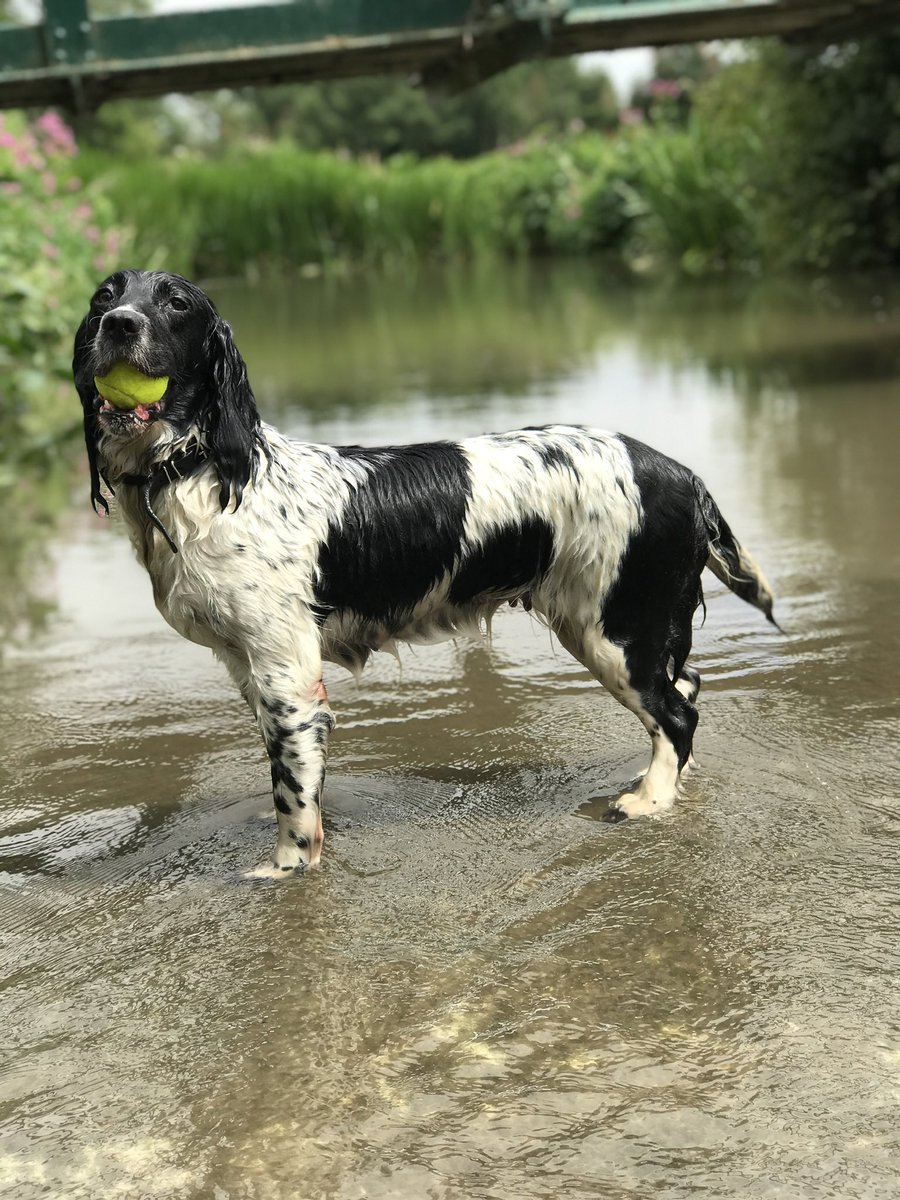 K9Finn's tweet image. This picture just sums up Pearl she was @muddywetspaniel 🐾💙
Most of my pictures of her she is in water or has just been in and she loved her tennis ball 🐾
She was a super dog, I miss her dearly 🐾
#spaniel #rainbowbridge🌈 #FabulousFinn