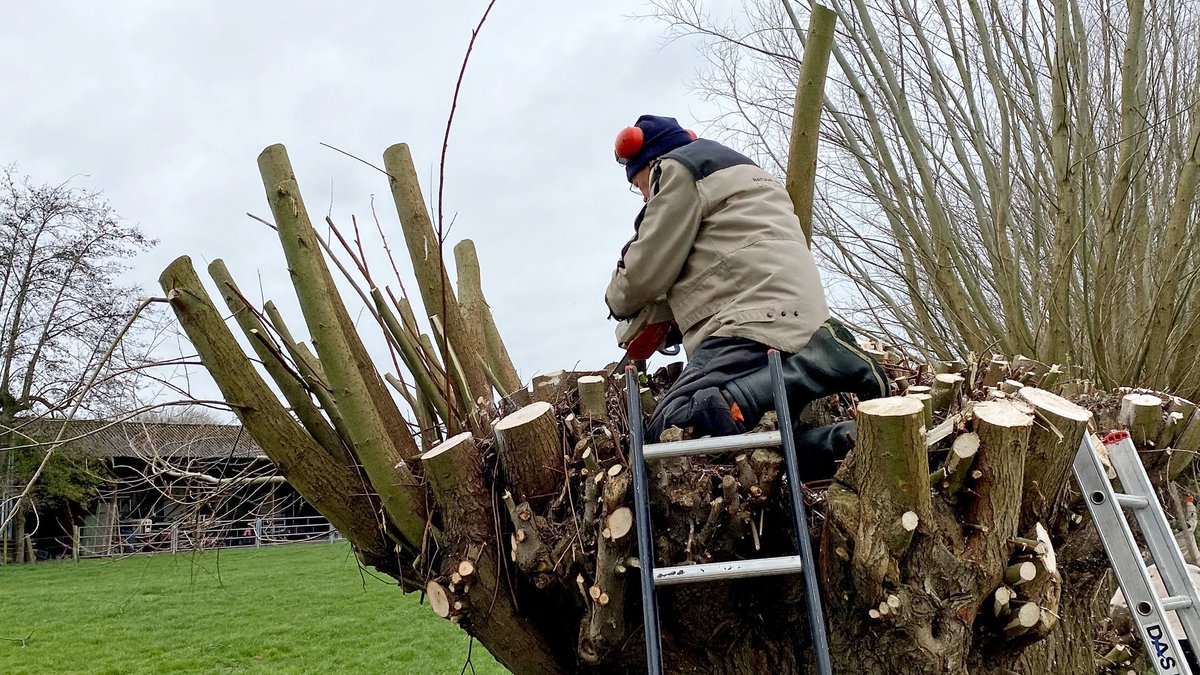 NVW5HL's tweet photo. Het is een prachtige herfst en onze knotploeg is weer begonnen met het knotten van wilgen in de regio. Wil je ook meedoen? Ze leren het je graag! Mail naar info@natuurcentrum5hl.nl. 

Ook als je je wilgen geknot wilt hebben door ons team kun je mailen. https://t.co/RSn823pVdU