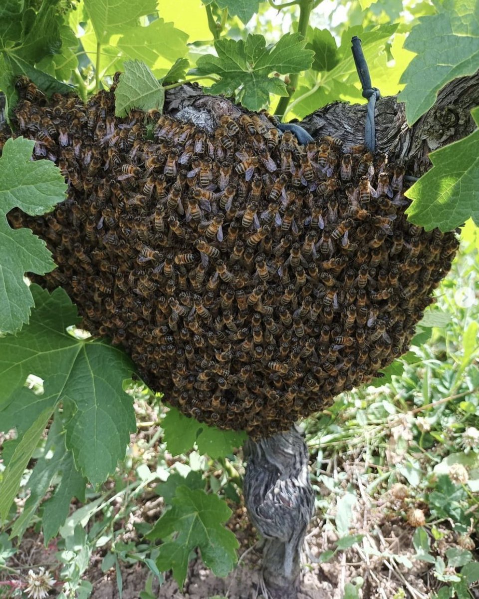 Over the past few years, Bordeaux has been prioritising biodiversity🐝

A swarm of bees was spotted in the vineyard at Château Lescalle in Médoc. Emmanuel Des Brest, the cellar master, took care of it by giving the bees a nice home in the vineyard’s surroundings

#Sustainability