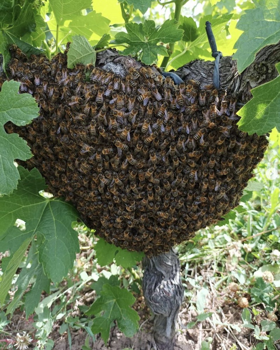 Over the past few years, Bordeaux has been prioritising biodiversity🐝 A swarm of bees was spotted in the vineyard at Château Lescalle in Médoc. Emmanuel Des Brest, the cellar master, took care of it by giving the bees a nice home in the vineyard’s surroundings #Sustainability