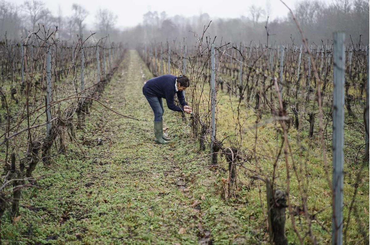 Preparing for pruning entails removing the staples & lowering the trellising wires to make the work easier. Winemakers begin as early as mid-November, unless they're able to do it later in a shorter time-frame. It's a long but essential process in the vineyard’s growth🌿