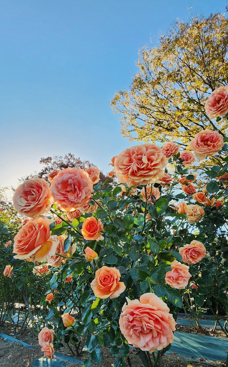 🌹Ashram
Hybrid Tea Rose

Roses in Autumn🍂🍁

Roses d'automne🍁🍂

秋バラ
アシュラム