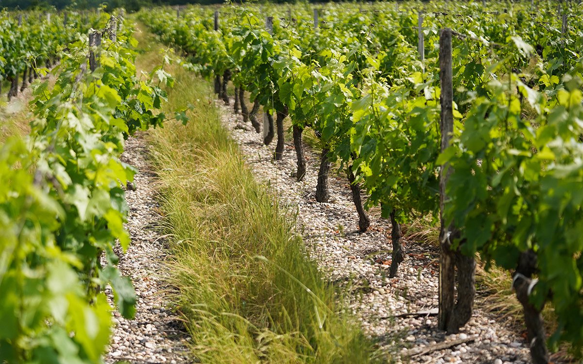 📜The Graves appellation has an interesting history - the first vines are thought to be 2000 years old, making it the oldest in Bordeaux 🍷The majority of the wine produced is red: producers add a higher amount of Merlot to the dominant Cabernet Sauvignon to make softer wines