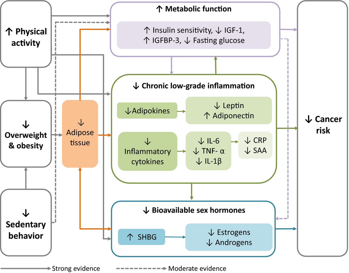 Physical activity, obesity and sedentary behavior in cancer etiology: epidemiologic evidence and biologic mechanisms…
febs.onlinelibrary.wiley.com/doi/full/10.10…