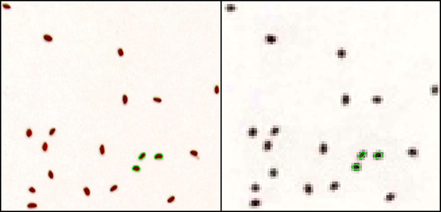 Botanical Society of America (@botanical_) on Twitter photo From #AppsPlantSci's Advances in Plant Imaging special issue🌿🔬
A standardized and efficient technique to estimate seed traits in plants with numerous small propagules (by <a href="/ChriSteinecke/">CS</a>, Lee & <a href="/FriedmanJannice/">Jannice Friedman</a>)
bsapubs.onlinelibrary.wiley.com/doi/full/10.10… <a href="/wileyplantsci/">Wiley Plant Science</a> <a href="/QueensUBio/">Queen's Biology</a> #iamabotanist From #AppsPlantSci's Advances in Plant Imaging special issue🌿🔬
A standardized and efficient technique to estimate seed traits in plants with numerous small propagules (by <a href="/ChriSteinecke/">CS</a>, Lee & <a href="/FriedmanJannice/">Jannice Friedman</a>)
bsapubs.onlinelibrary.wiley.com/doi/full/10.10… <a href="/wileyplantsci/">Wiley Plant Science</a> <a href="/QueensUBio/">Queen's Biology</a> #iamabotanist