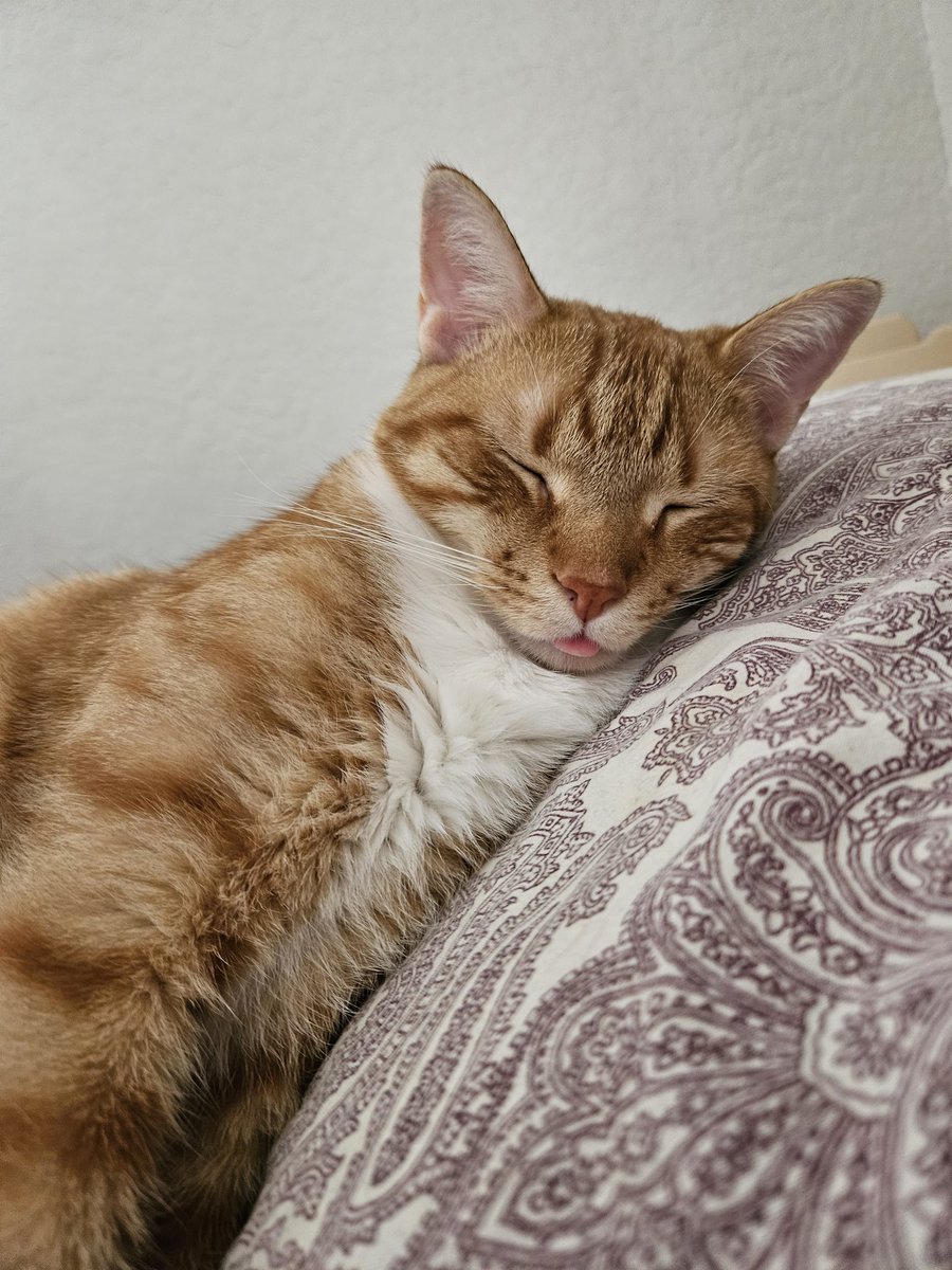 EvilMonkeyMama1's tweet photo. Snapped this shot of Chance this morning for #tongueouttuesday. #CatsOfTwitter https://t.co/4Z75mZAmpP